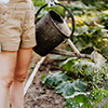 Person in Brown Shorts Watering The Plants