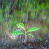 April Showers Bring May Harvests: How to Make the Most of Your Spring Garden
