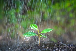 April Showers Bring May Harvests: How to Make the Most of Your Spring Garden