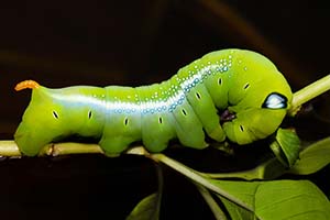 Avoid April Regrets! 5 Fruit & Veggie Mistakes Every Georgia Gardener Should Dodge