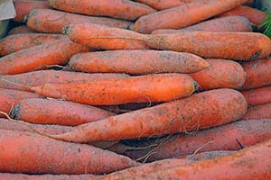 Cold-Weather Crops to Sow Now: Georgia’s February Planting Guide
