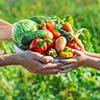 🍅 Fresh Picks: What Georgia Gardeners Should Be Harvesting in July 🌞