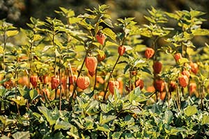 From Ground Cherries to Kohlrabi: Unusual March Planting Ideas for Georgia