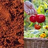From Red Clay to Ripe Harvest: April’s Essential Edibles for Georgia Soil