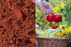 From Red Clay to Ripe Harvest: April’s Essential Edibles for Georgia Soil