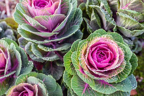 🍂 Georgia’s September Secret: Sow Now for Sweeter Fall Harvests 🌱