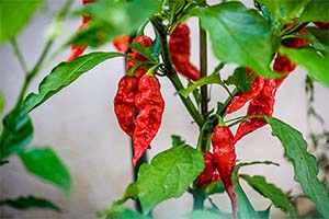 Hot Peppers, Pollinators, and Peaches: Georgia’s May Garden Essentials