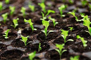 Indoor Seed Starting 101: Get a Head Start on Georgia’s Growing Season