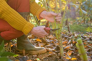 🌱 Is Your Garden Ready? Your Essential Pre-Frost Prep Guide for Georgia Gardeners