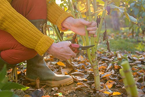 Is Your Garden Ready? Your Essential Pre-Frost Prep Guide for Georgia Gardeners