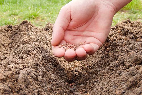 Keep Gardening! 5 Fast-Growing Crops You Can Still Plant This October in Georgia
