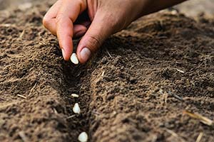 May Planting Guide: What Georgia Gardeners Should Sow Right Now