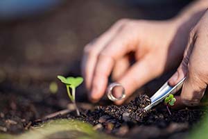 Soil Testing and Enrichment: Prepping Georgia Gardens for Spring Success
