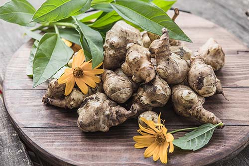 Spotlight on Unique Edibles: Why Sunchokes Are Georgia's March Garden Hero
