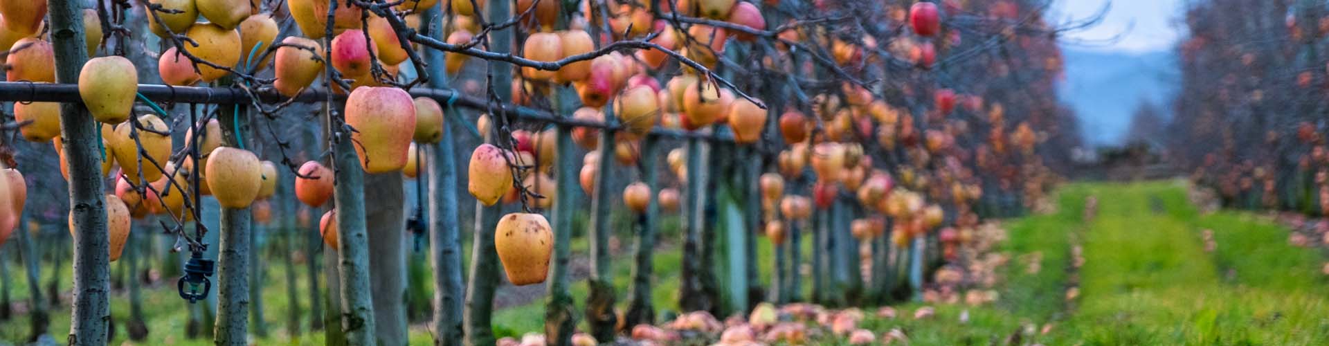 Thank you for visiting Georgia garden!