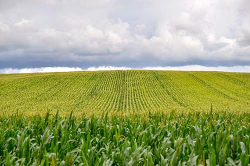 Georgia-grown Corn