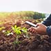 Georgia Gardening Blog