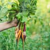 Georgia Garden Recipes