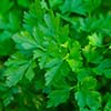 Parsley