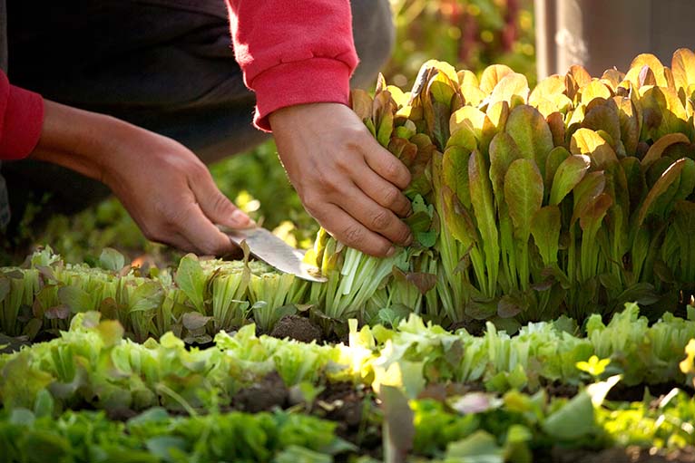 Georgia Garden