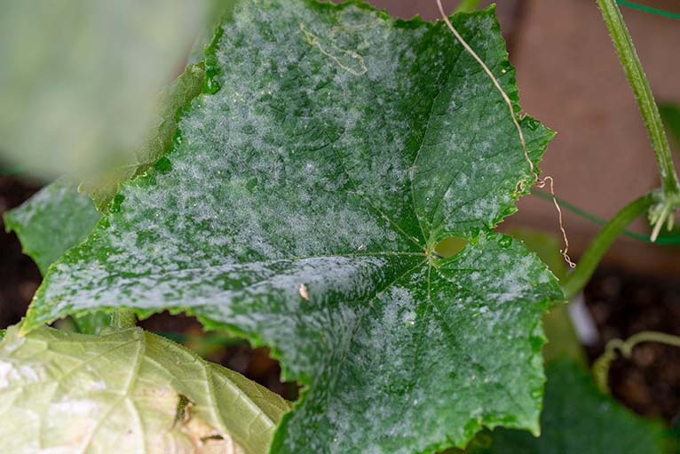 Georgia Garden