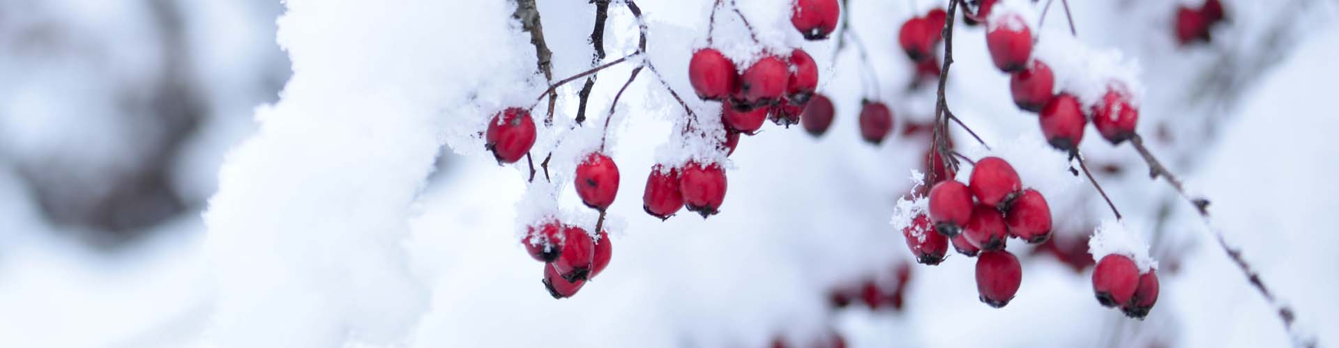 Your ultimate guide to Georgia-grown fruits and vegetables!